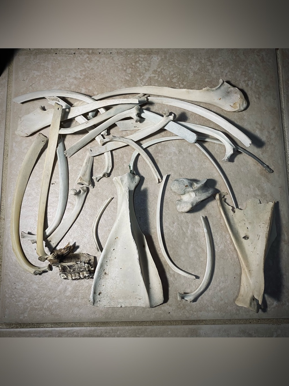 Deer bones